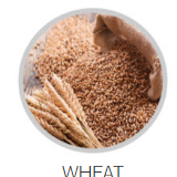 Wheat