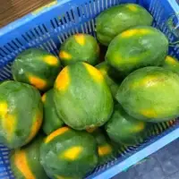 Papaya