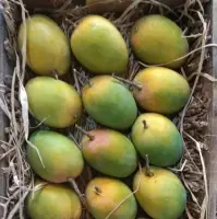 Alphanso Mango