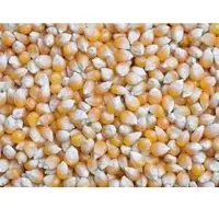 Maize