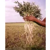 Withania somnifera