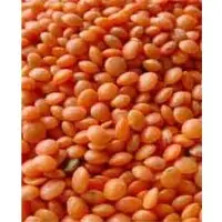 Red whole lentils