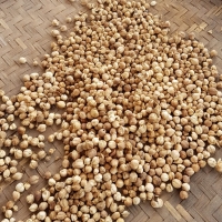 Cardamom
