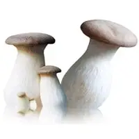Fresh Eryngii (King Oyster) Mushroom