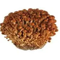 Fresh Golden Enoki