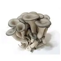Fresh Mini Oyster Mushroom