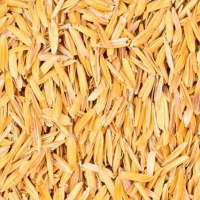 Rice Hulls or Rice Husks