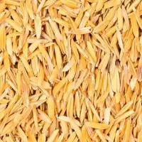 Rice Hulls or Rice Husks