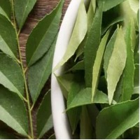 Fresh Curry Leaves