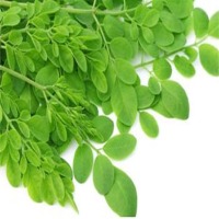 Fresh Moringa Leaves