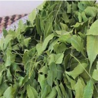 Dried Moringa Leaves