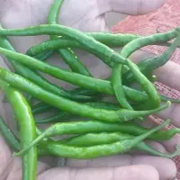 G4 Chilli