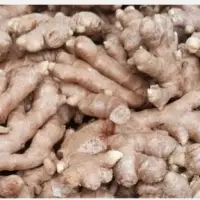 Ginger