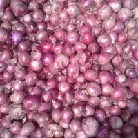 Onion