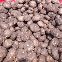 Elephant Yam