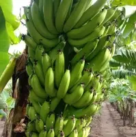 G9 Banana