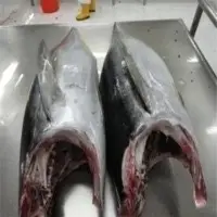 Fresh and Frozen Tuna