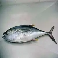 Frozen Whole Round Tuna