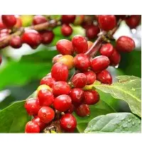 Arabica Cherry Coffee Beans