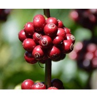 Robusta Cherry Coffee Beans
