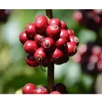 Robusta Cherry Coffee Beans
