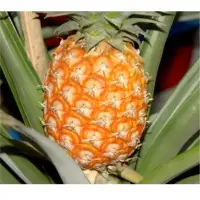 Fresh Pineapple