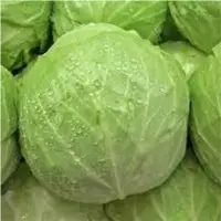 Fresh Cabbage