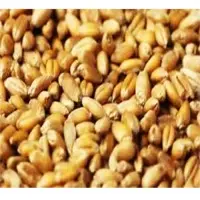 Wheat Seeds
