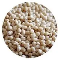 Vigna Mungo