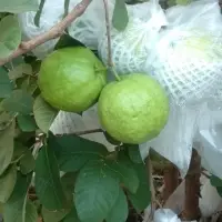 Guava
