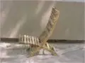 Pool chair