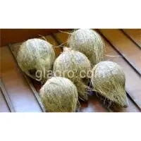 Semi Husked Coconut