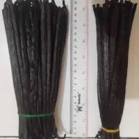 Vanilla Planifolia