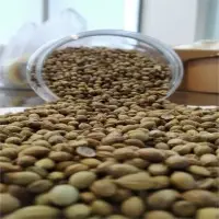 Coriander Seeds