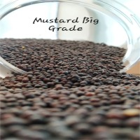 Mustard Seed