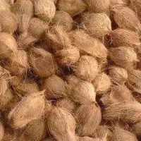 Semi Husked Coconut