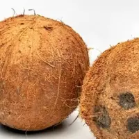 Fully Husked Coconut