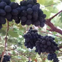 Grapes