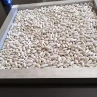 White Kidney Beans