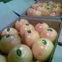 Grapefruit