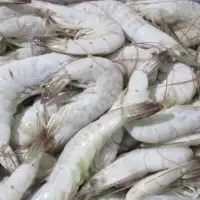 Vannamei Shrimp