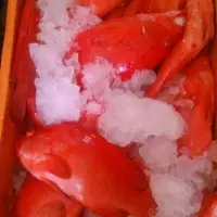 Fresh & Chilled Grouper
