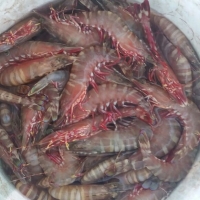 Fresh & Chilled Flower Prawns