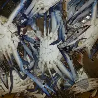 Chilled Blue Swim Crab