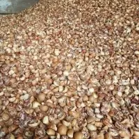 Dry Betel Nut