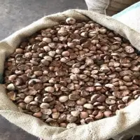 Dry Betel Nut