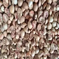 Betel Nut Split