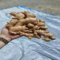 Fresh Ginger ( Washed)