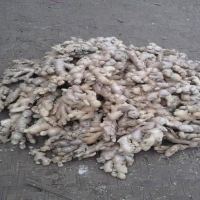 Unwashed Fresh Ginger