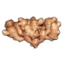 Ginger